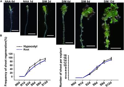 Regulation of WOX11 Expression Represents the Difference Between Direct and Indirect Shoot Regeneration